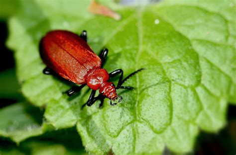 They love to live in moist areas. Urge Candy Companies to De-Bug Their Sweets | PETA