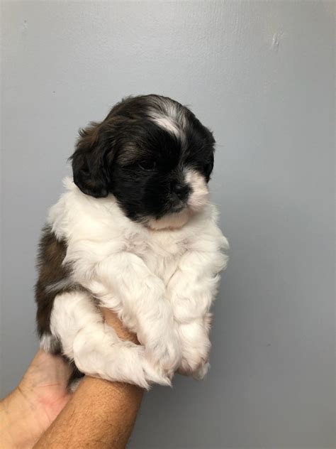 Puppies For Sale Hemet