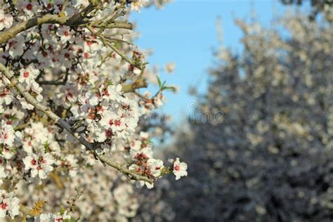 Almond Trees In Full Bloom Stock Photo Image Of Urban 244692046