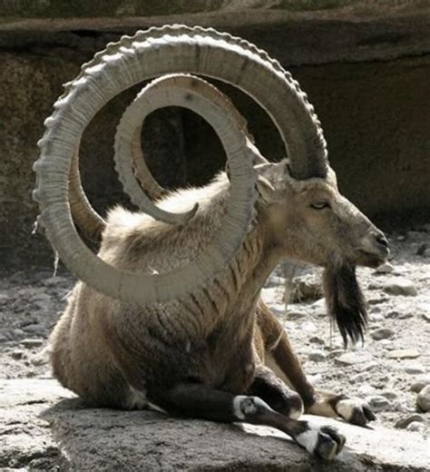 This Goats Horns Rdamnthatsinteresting