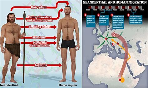 Humans Have Twice As Much Neanderthal Dna As First Thought Daily Mail