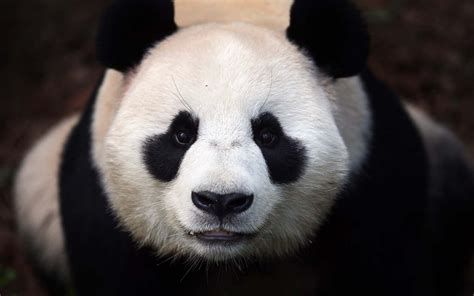 Gambar Hewan Panda Norman Gearin