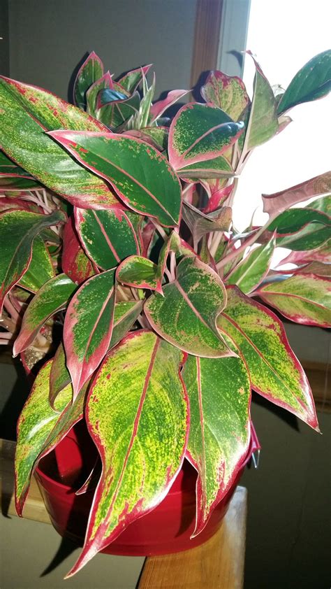 Also, they take lesser place than the huge trees with red leaves. Red Algoma house plant | Plants, Parts of a plant, House plants