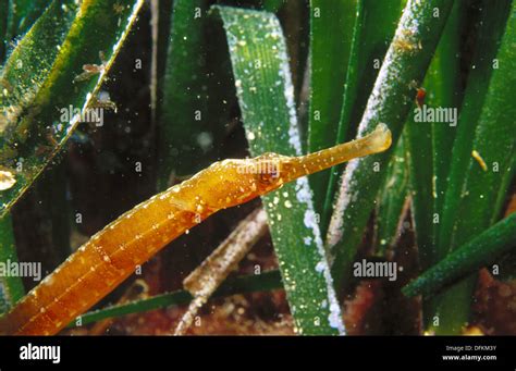 Greater Pipefish Syngnathus Acus Stock Photo Alamy