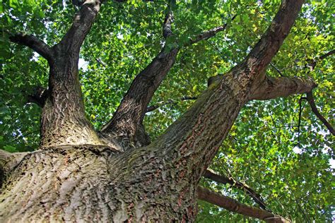 Identifying The Most Common Hardwood Trees