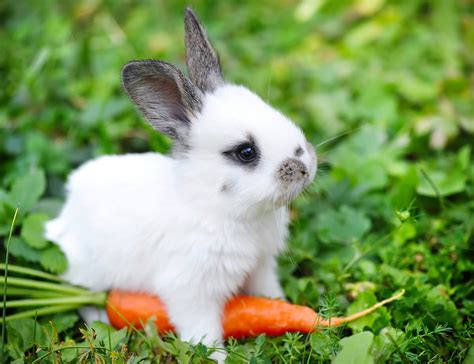Un Conejo Enano Como Mascota Lo Que Debes Saber Antes