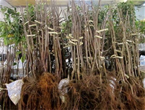 The plants have been dug from growing fields and shipped with their roots free of soil to nurseries around the country. Mid Klamath Watershed Council :: Buying and Planting Fruit ...