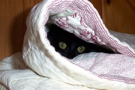 Training your cat to be okay with you coming near. Cat Hiding Under Blanket | Freeda, my kitty was hiding ...