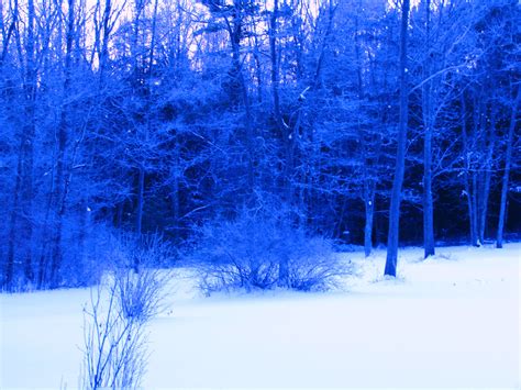 Blue Forest By Onebluewolf On Deviantart