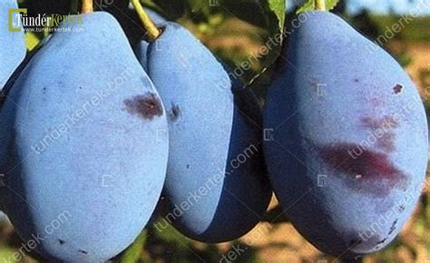 Valjevka Szilva Prunus Domestica Valjevka Szilva Gyümölcsfa