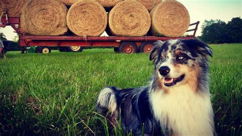 10 Amazing And Adorable Farm Dogs To Follow On Instagram Modern Farmer