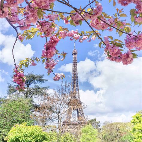Beautiful Locations To Find Cherry Blossoms In Paris Solosophie