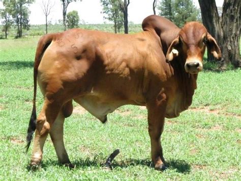 They adapt to heat and drought, are resistant to parasites, offer notable reproductive characteristics and have a relatively long lifespan. Quality Polled Red Brahman Bulls - Slaney & Co.