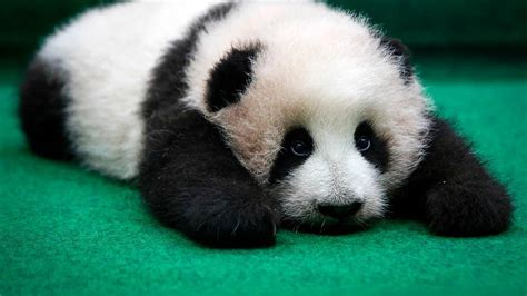 The cub is healthy and are going fine. Panda-Baby zeigt sich bei Premiere eher lustlos