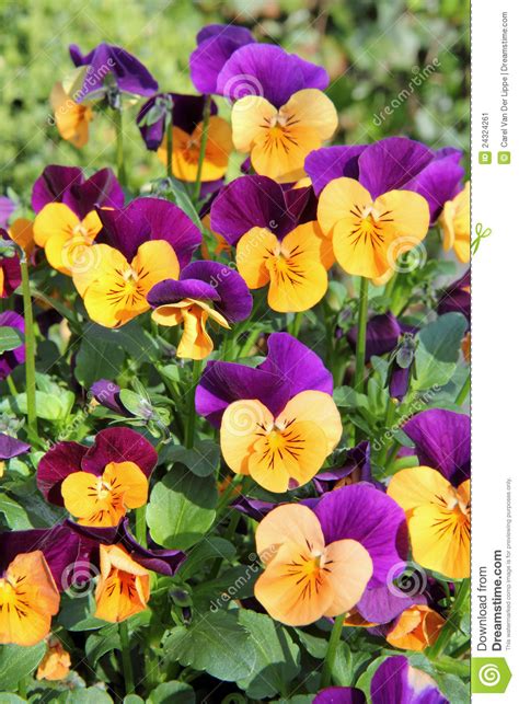 Yellow Purple Pansies Stock Image Image Of Plant Botany 24324261