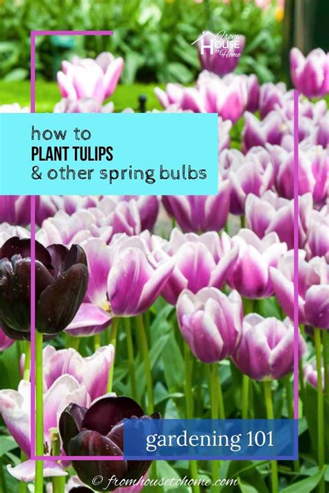 Planting Fall Bulbs How To Plant Tulips And Other Spring Flowering