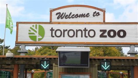 Toronto Canada September 21st Zoo Stock Footage Video 100 Royalty
