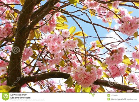 Pink Japanese Cherry Tree Blossom Royalty Free Stock