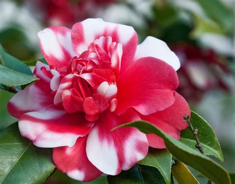 Winter Blooming Camellias