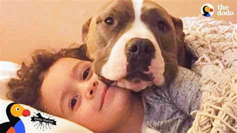 Why Do Pitbulls Love To Snuggle Exploring Their Affectionate Nature