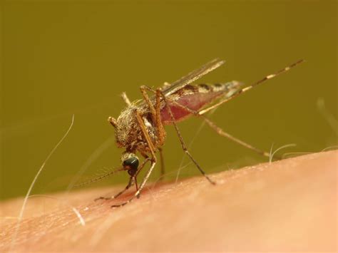 Health Check Why Mosquitoes Seem To Bite Some People More