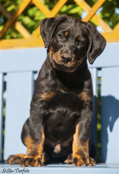 ● verified beauceron puppy classified ads. Beauceron Puppies For Sale France - Animal Friends