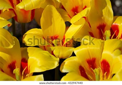 Vibrant Yellow Red Paeonia Stevehiano Flower Stock Photo 432947440