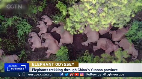 Are China S Beloved Elephants Heading Back To Ancestral Home Cgtn