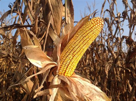 Raccolta Del Mais Con Strip Till E Minima Lavorazione Si Fa Più Reddito