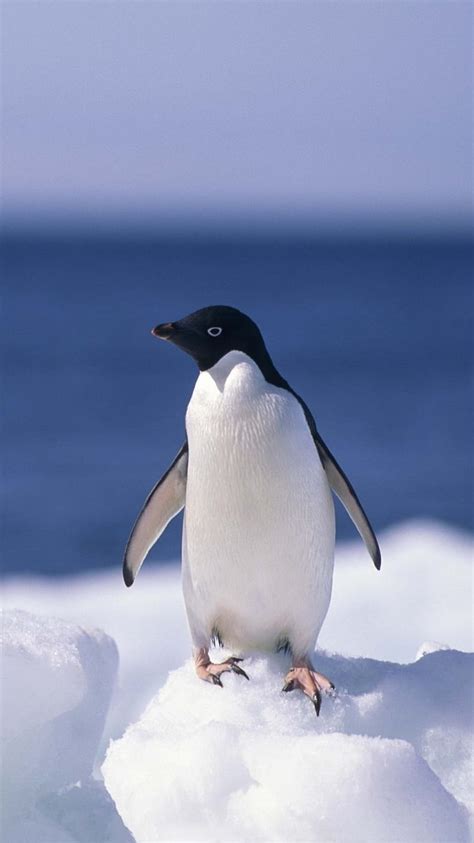 Penguin Funny Penguins Hd Phone Wallpaper Peakpx