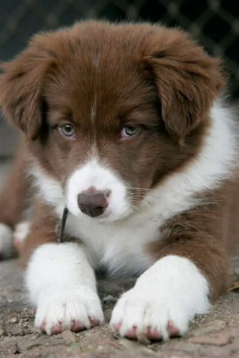 21 Cute Brown Border Collie Pics That Will Cheer You Up The Paws