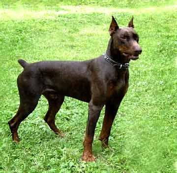 5 yo chihuahua/terrier mix ( ) hide this posting restore restore this posting. Doberman Pinscher-1.jpg (360×351) | Mini doberman ...