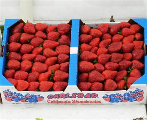 Carlsbad Strawberries 1 Flat Daily Harvest Express