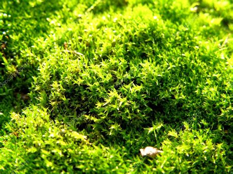 Carpet Moss Extreme Closeup — Stock Photo © Leesa84 1098370