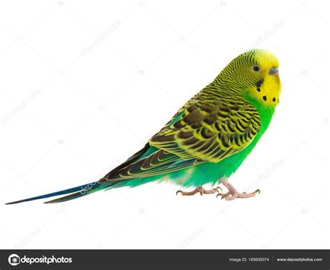 Der wellensittich ist eine vogelart, die zur familie der eigentlichen papageien gehört. Grüner Wellensittich auf Weiß — Stockfoto © bazil #165609374
