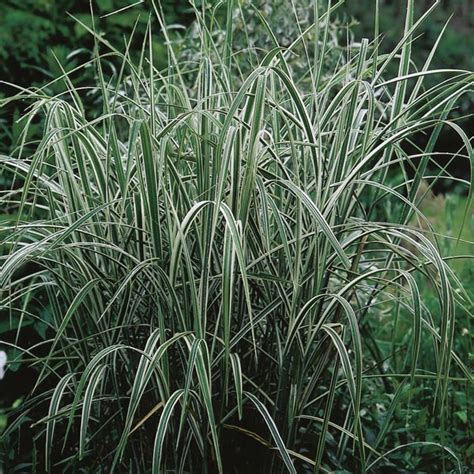 Variegated Giant Reed Grass Arundo Donax Var Versicolor My Garden Life