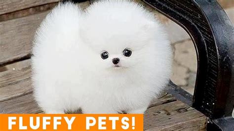 Cutest Fluffy Pets Ever 2018 Funny Pet Videos Fluffy Dogs Fluffy