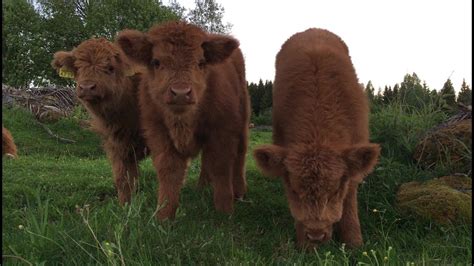 Scottish Highland Cattle In Finland Fluffy Calves June 2017 Highland