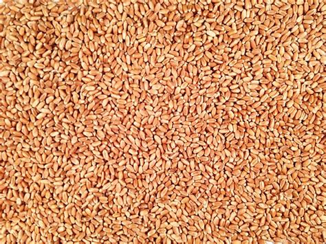 Organic Hard Red Wheat Grain Place Foods