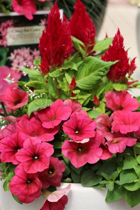 Top Red Annual Flowers For Your Garden Hgtv