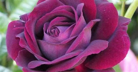 Paap S Purple Hybrid Tea Rose