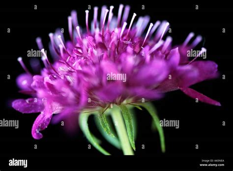 Scabiosa Africana Hi Res Stock Photography And Images Alamy