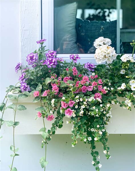 Best Flower For Sunny Window Boxes Porch Flowers Window Box Flowers