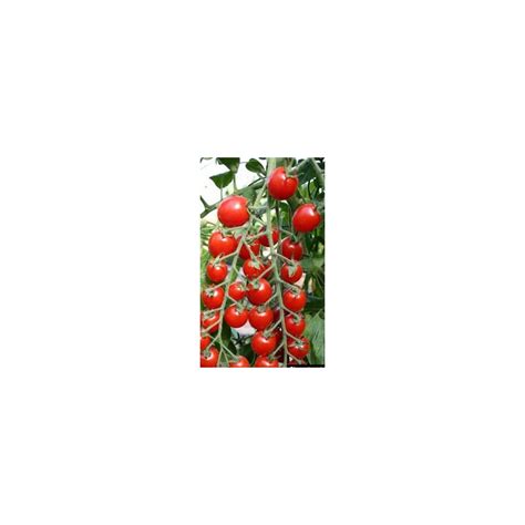 Plant de Tomate Bolstar Baloe greffée