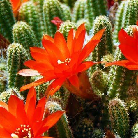 Cactus Flower Pictures