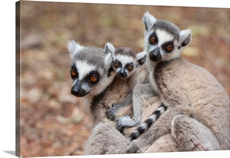 Ring Tailed Lemur Mother And Baby Huddling With Another Female