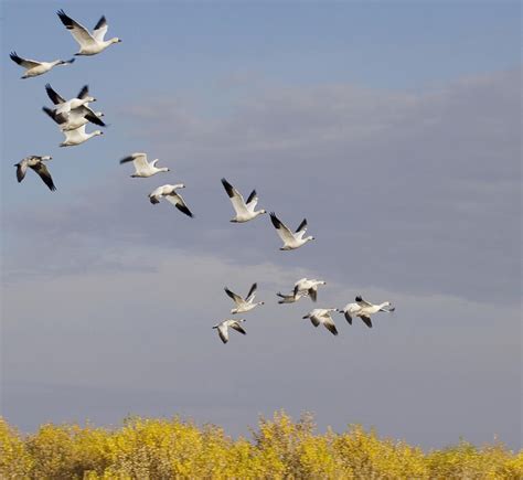 Snow Geese In Flight Photograph By Elvira Butler Fine Art America