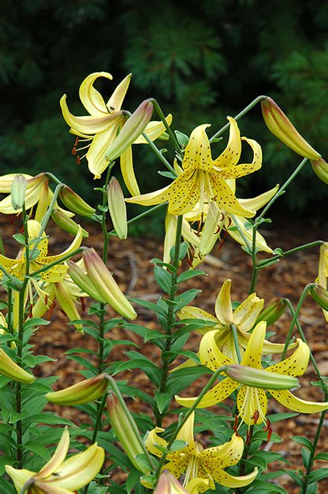 Thank you, god, for everything; August Gold Lily (Lilium 'August Gold') in Issaquah ...