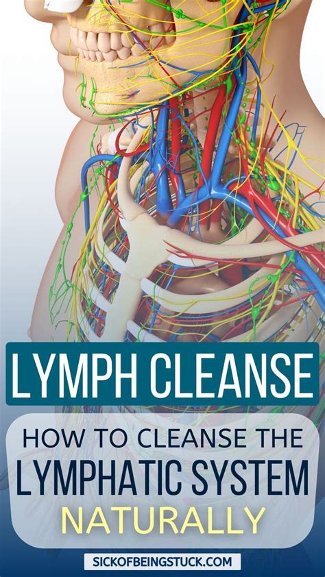 Lymph Nodes Cleanse Detox Lymphatic System Lymph Detox Artery