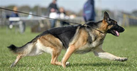 How Much Exercise Does A German Shepherd Need Each Day